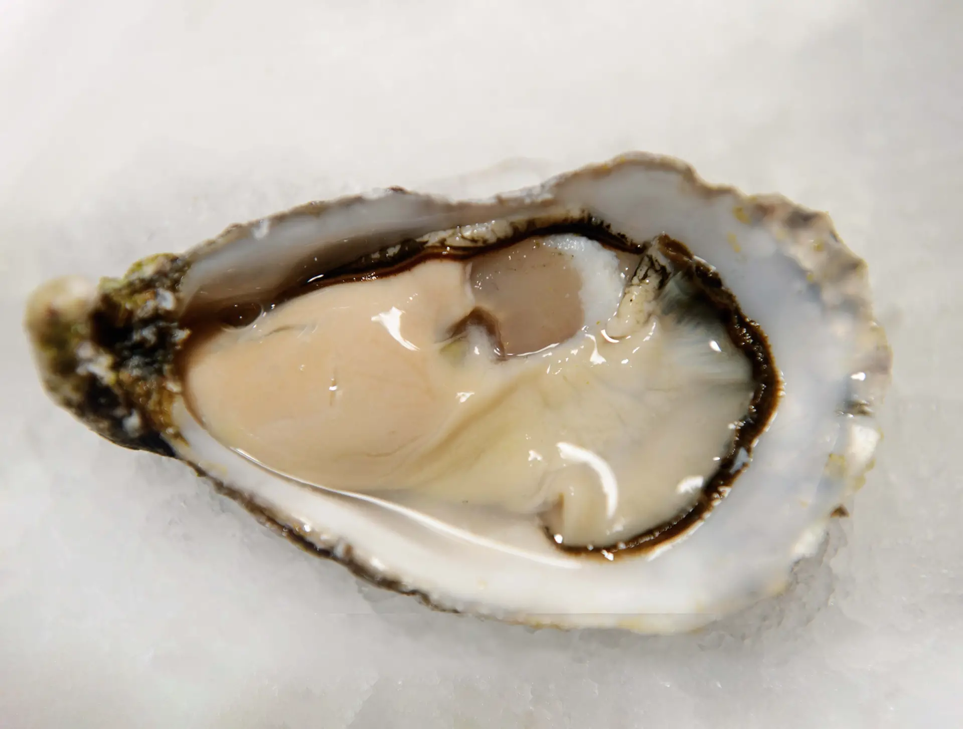 Gillardeau, voor ons de mooiste oester